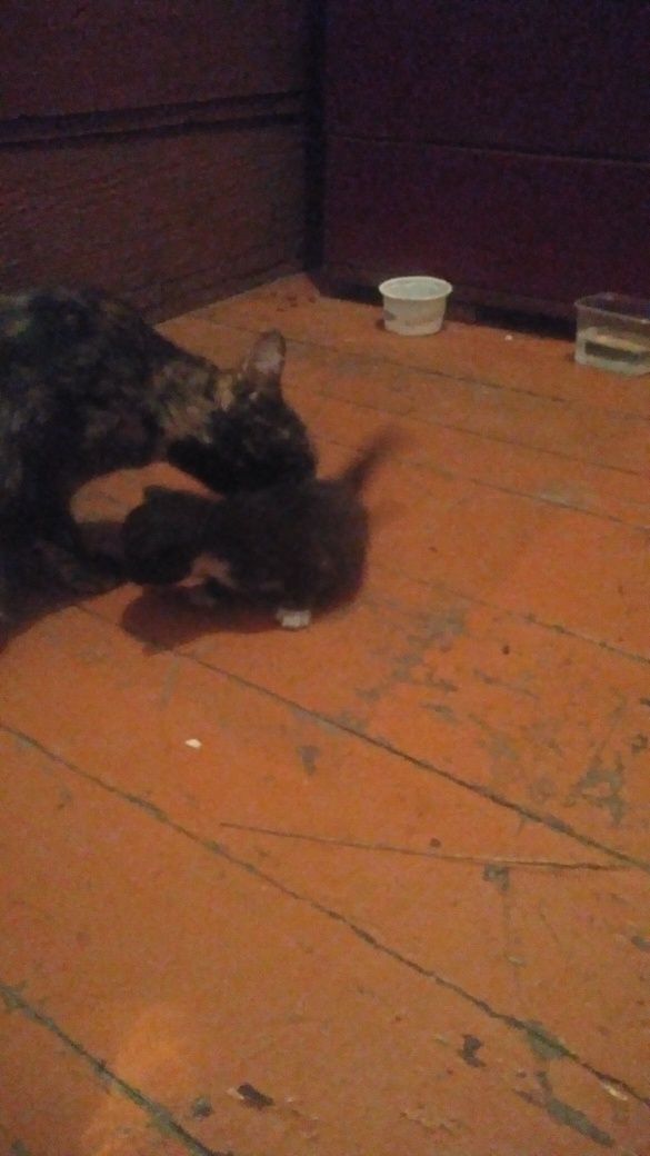 Котята котята котята