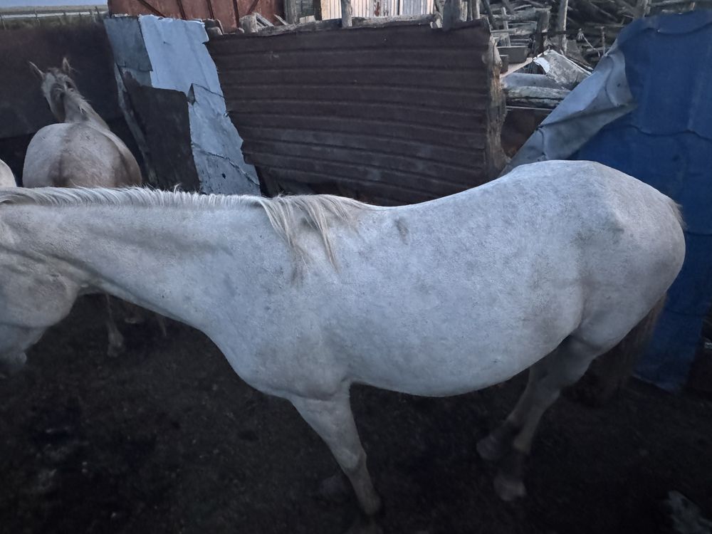 Продам лошадь кабылка