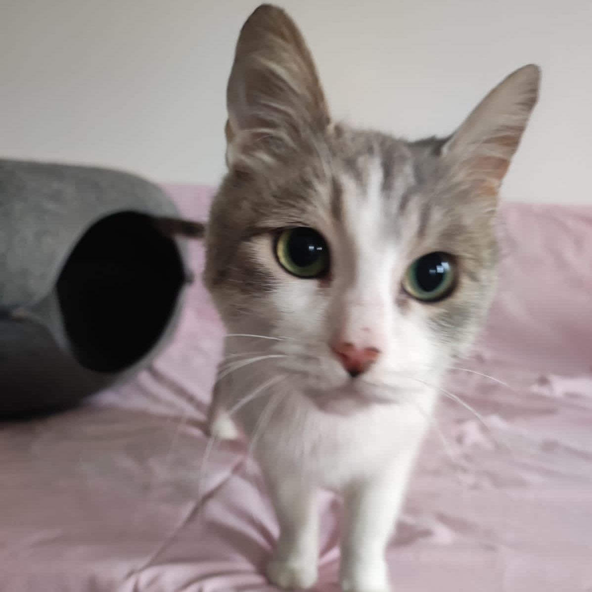 Кошка Муся в добрые руки