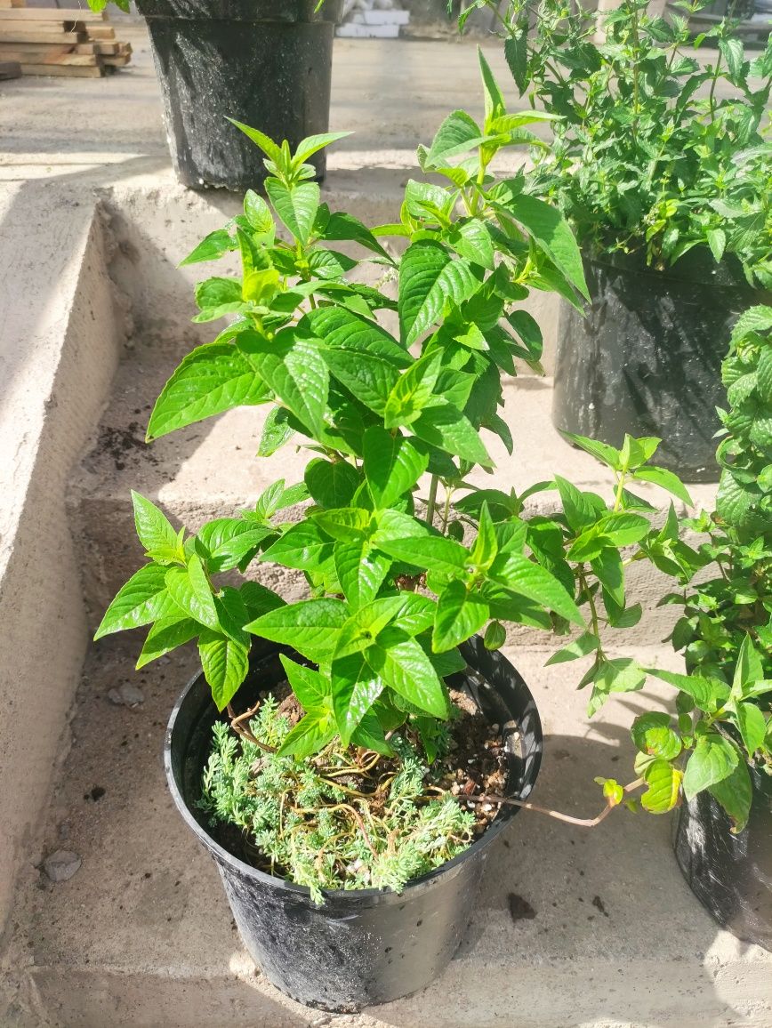 Мята и монарда, очень вкусная, так же есть в горшке несколько видов мя