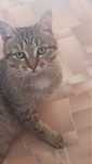 Отдам котика