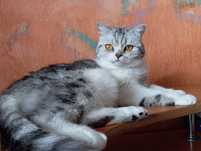 Шотландская Кошечка скоттиш - страйт