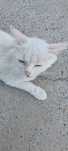Кошка с котятами бесплатно
