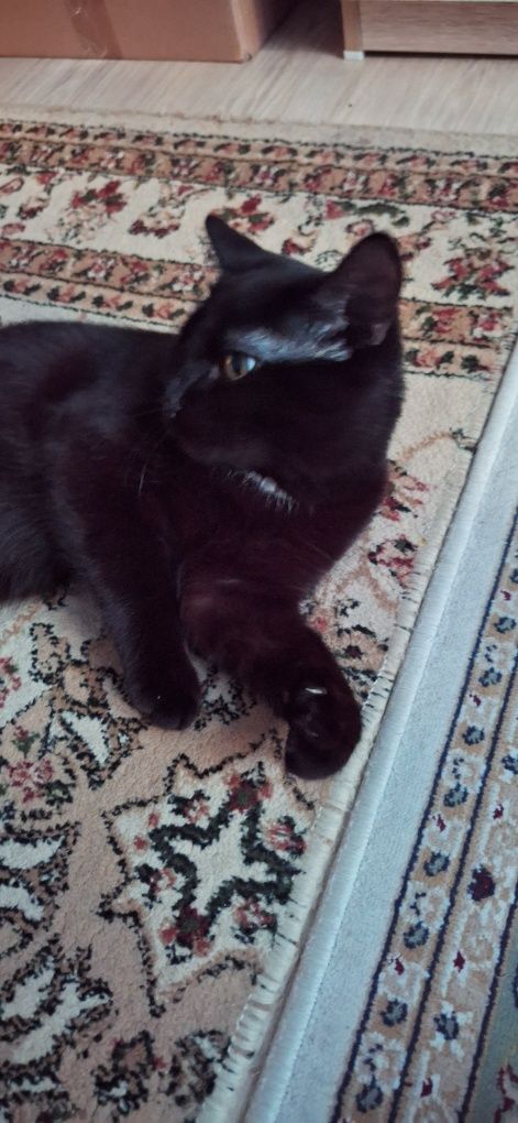 Отдам кота Мальчик