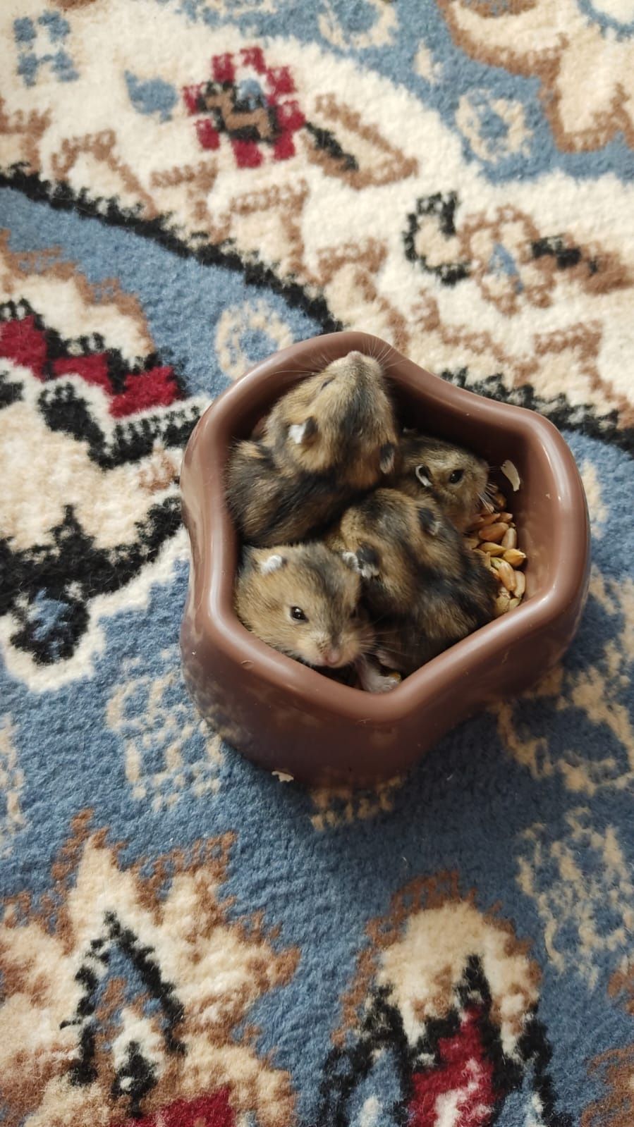 отдам в хорошие руки хомяком и хомячат.