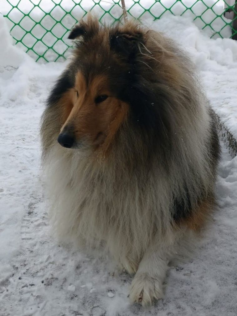 Колли ищет невесту. Колли. Вязка