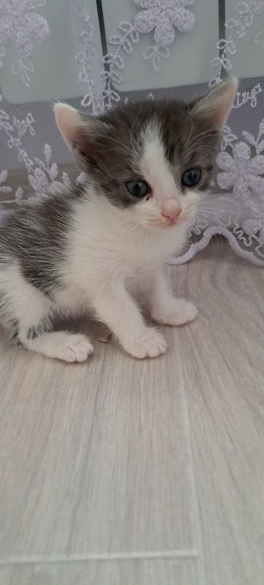 Отдам котят  бесплатно