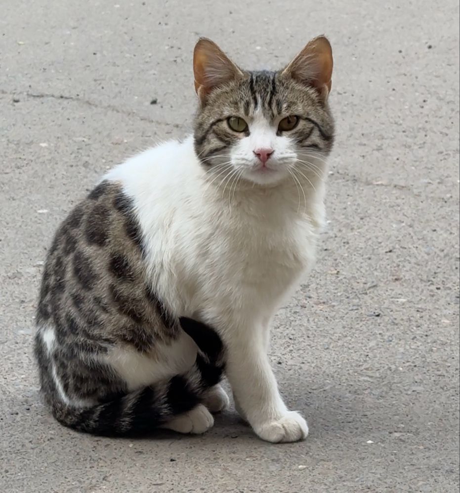 Кот мальчик