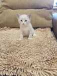 Котята ищут дом.