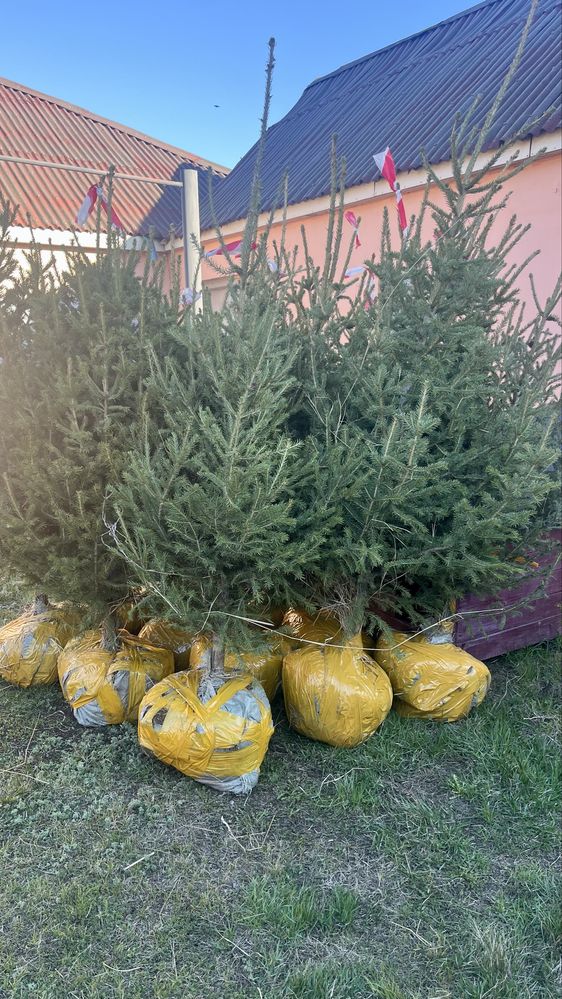 Саженцы, деревья , кустарники, сосны, ели,