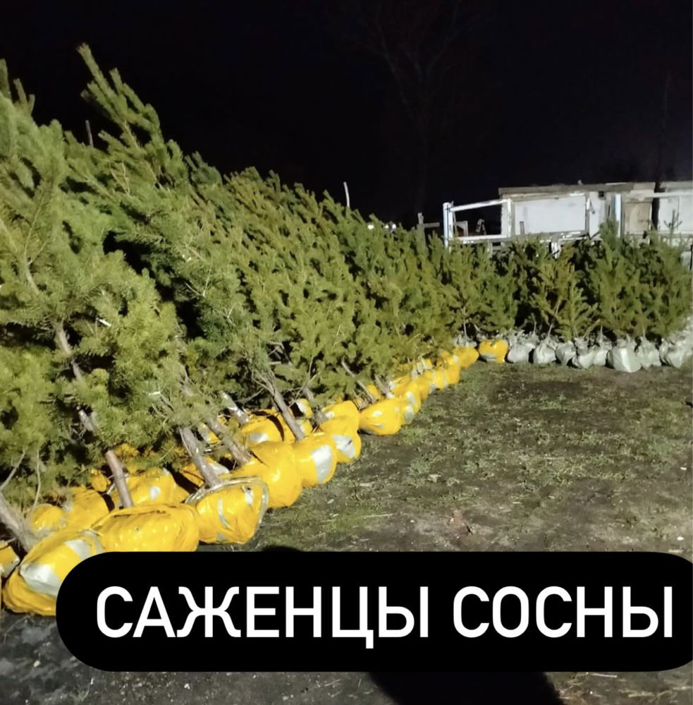 Саженцы сосны обыкновенной