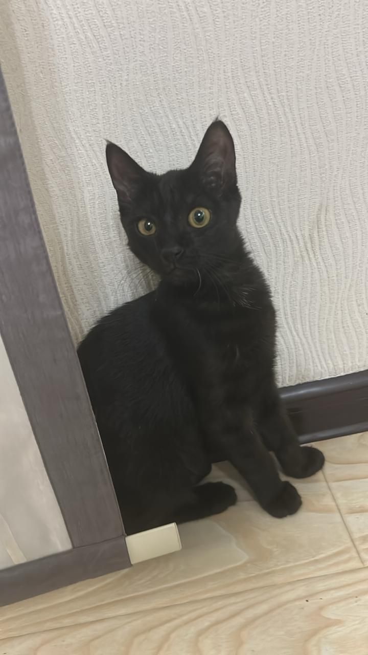 Котята  крысоловы