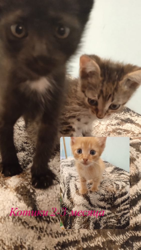 Кошки, коты, котята в добрые руки