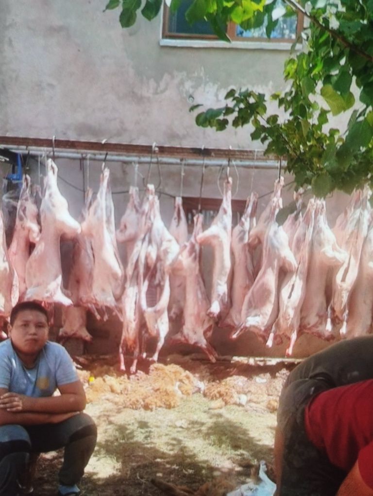 Кой   қой    Бараны    баран