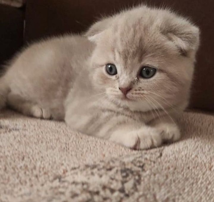Вязка. Кот. Скоттиш фолд.