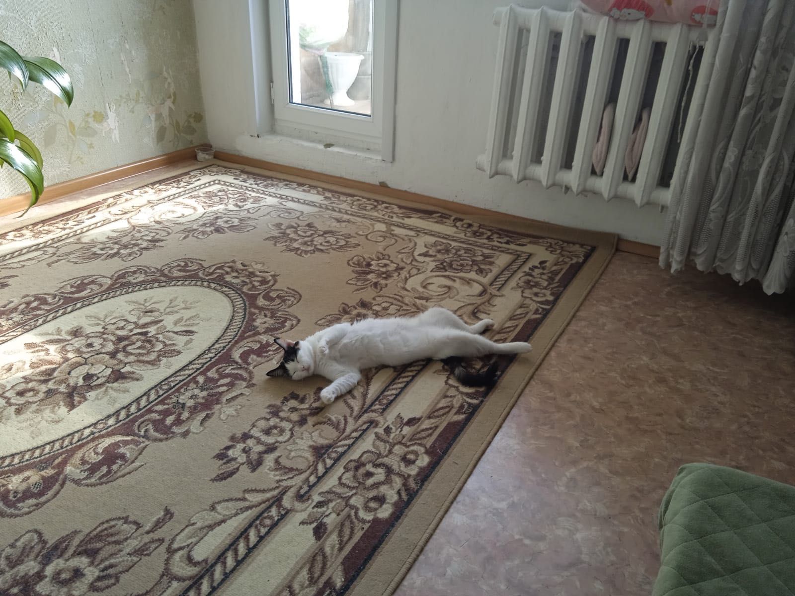 Отдам кошку в добрые руки