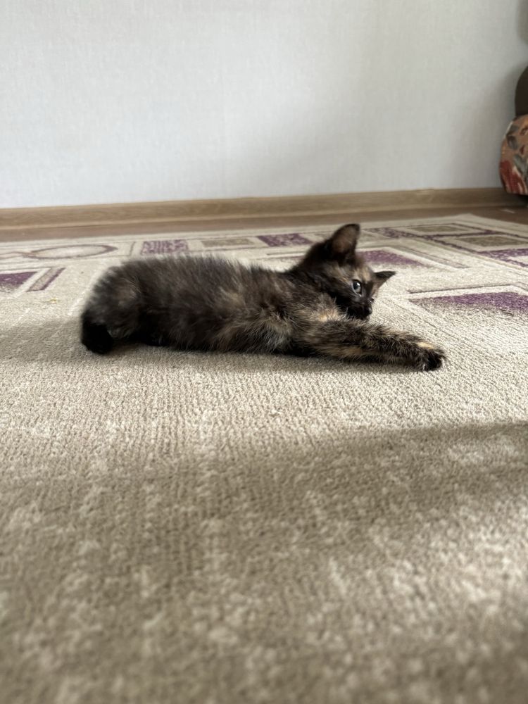 Дарю котят в добрые руки
