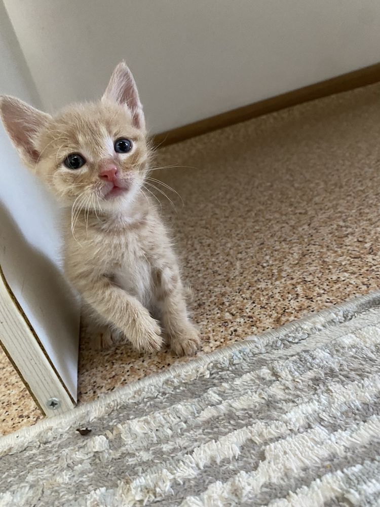 Отдам в добрые руки котенка