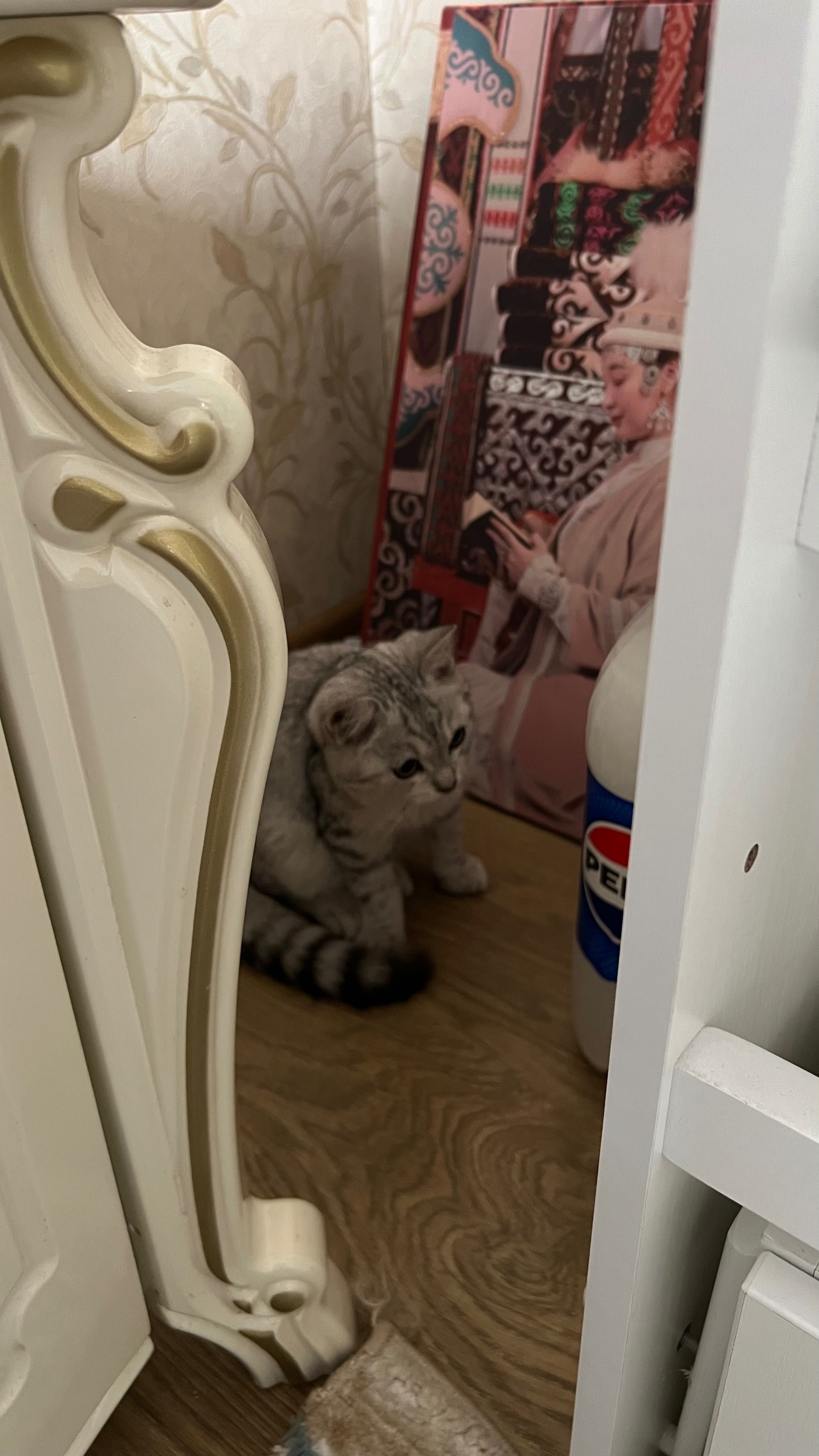 Мысық сатылады срочно!