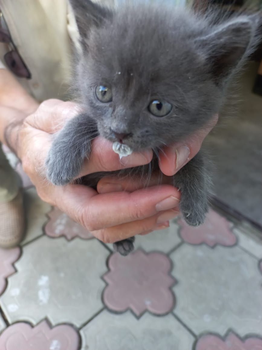 Отдадим котиков .