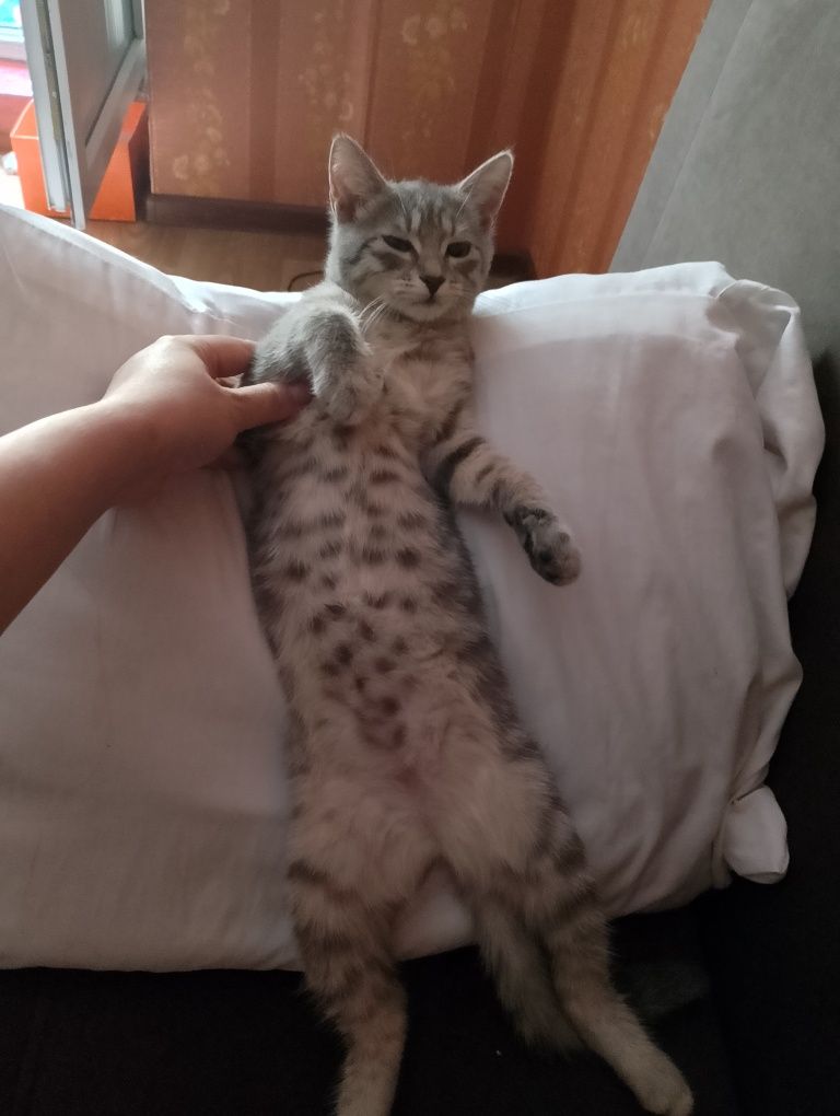 Ласковая кошечка