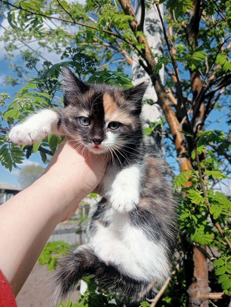 Кошка комуфляжно окраса приносит счастье .
