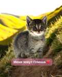 Котенок в добрые и любящие ручки