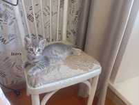 Отдам котёнка в добрые руки!(Кот)