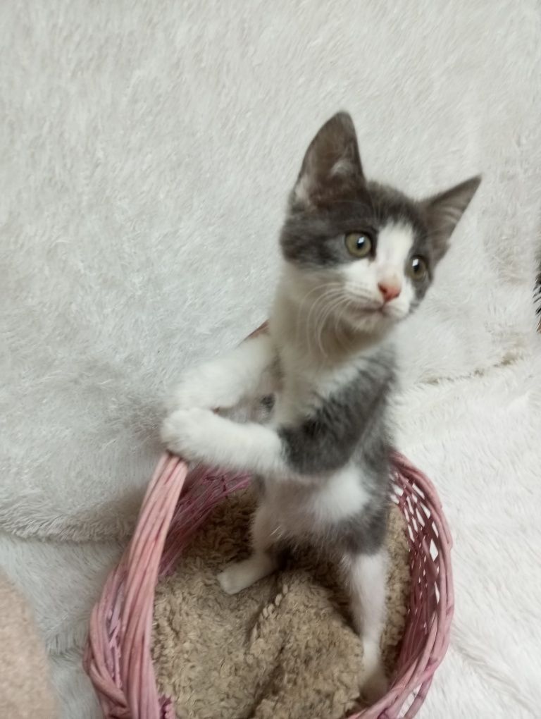 Котята с приюта в добрые руки