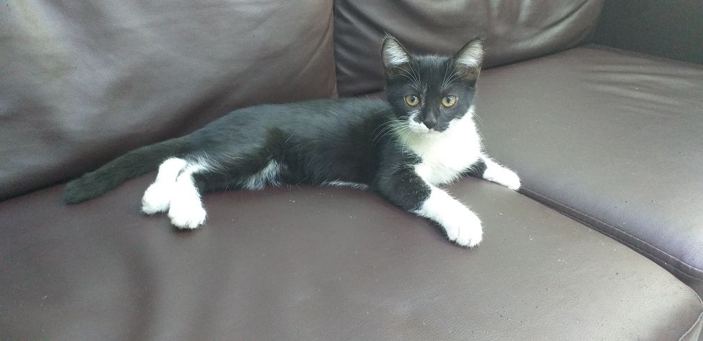 Котенок в добрые руки