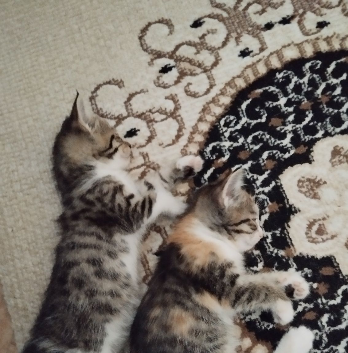 Котятки бесплатно