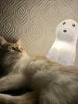 Кот мальчик отдам бесплатно