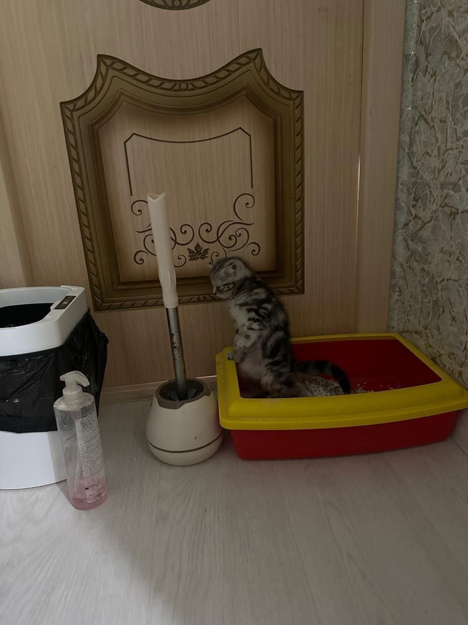 Котята шотландские
