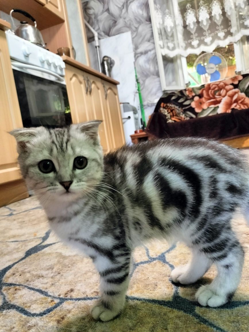 Продам котенка вислоухий британец