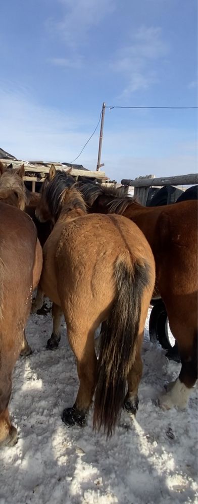Продам жеребца будущий айгыр