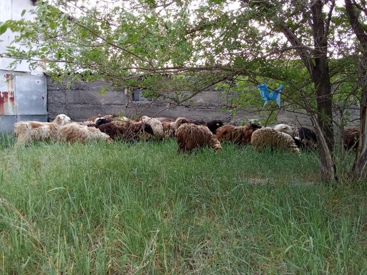 Продам бараны  в круговую