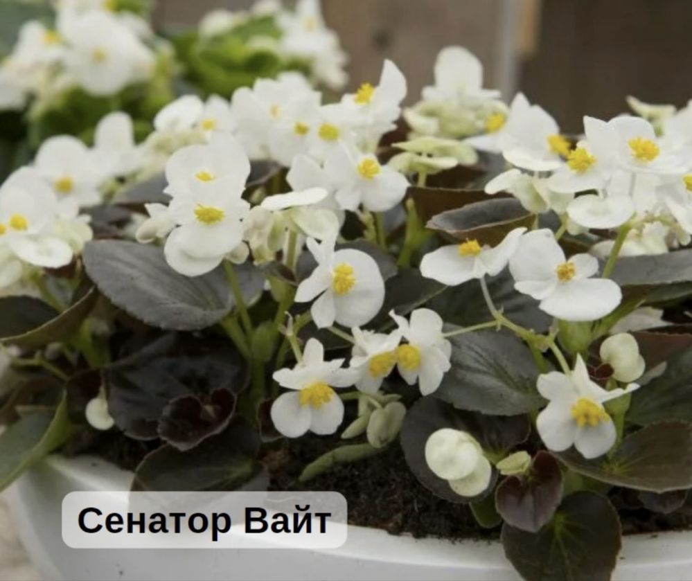 Вечноцветущие бегонии
