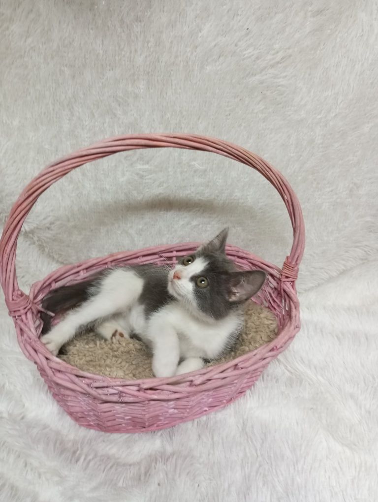 Котята с приюта в добрые руки