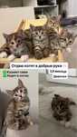 Котята бесплатно