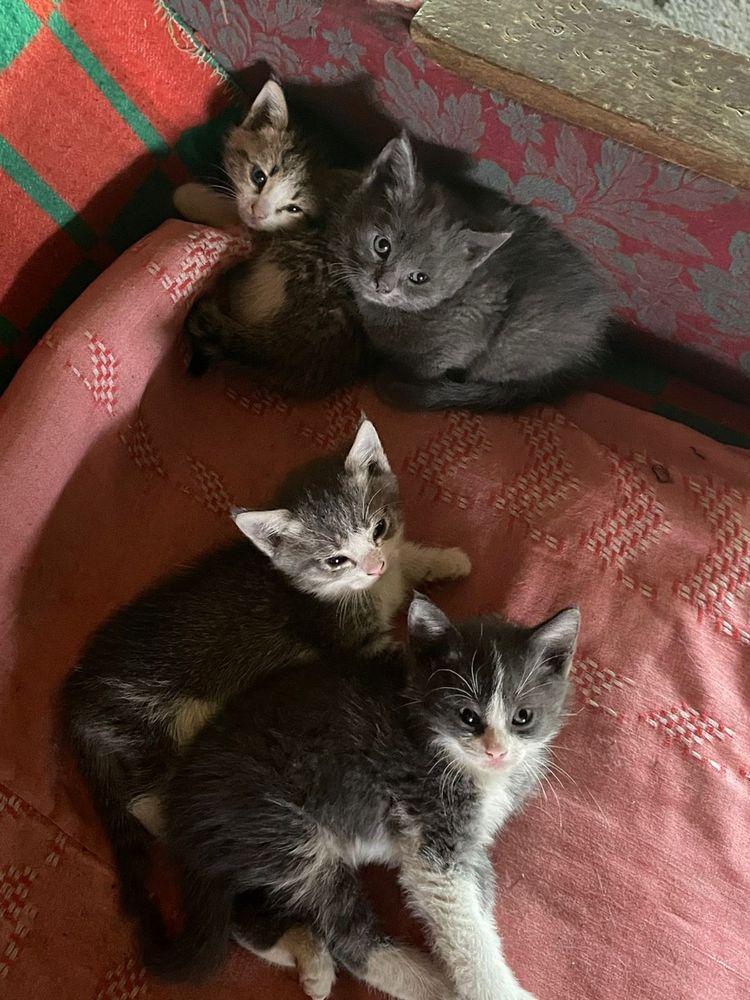 Котята домашние