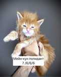 Мейнкун полидакт