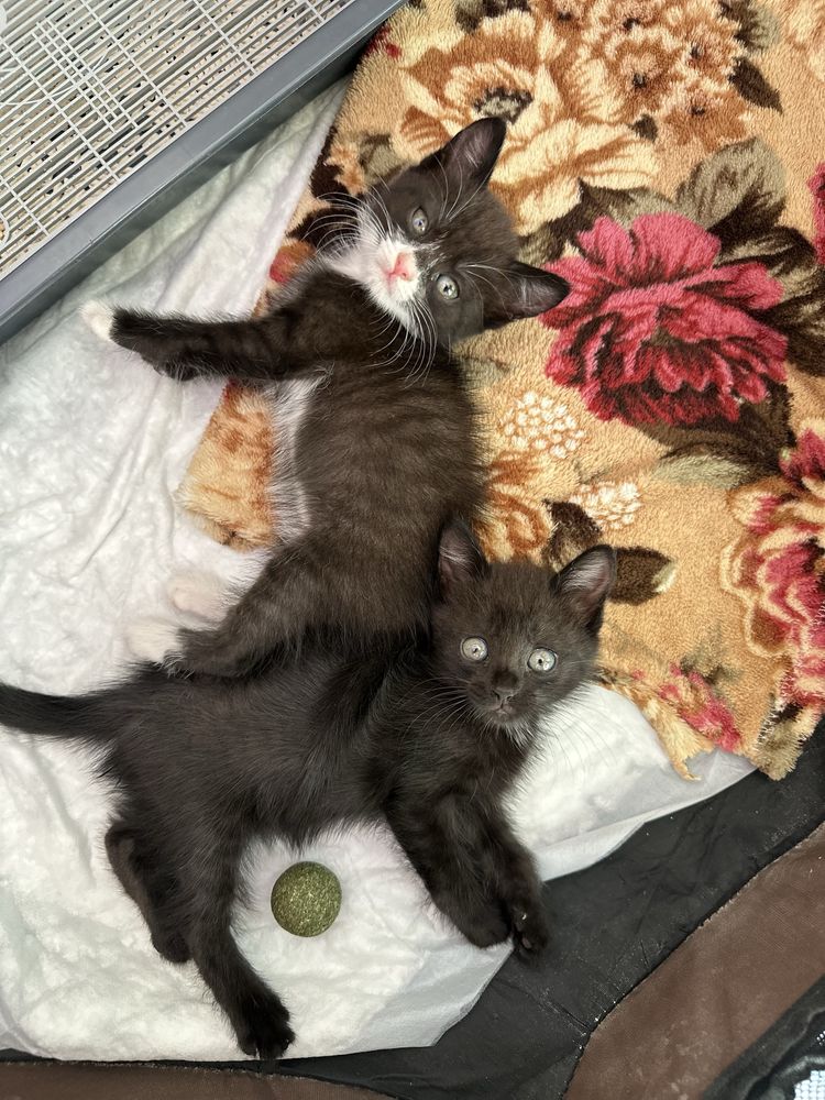 Котята ищут дом!