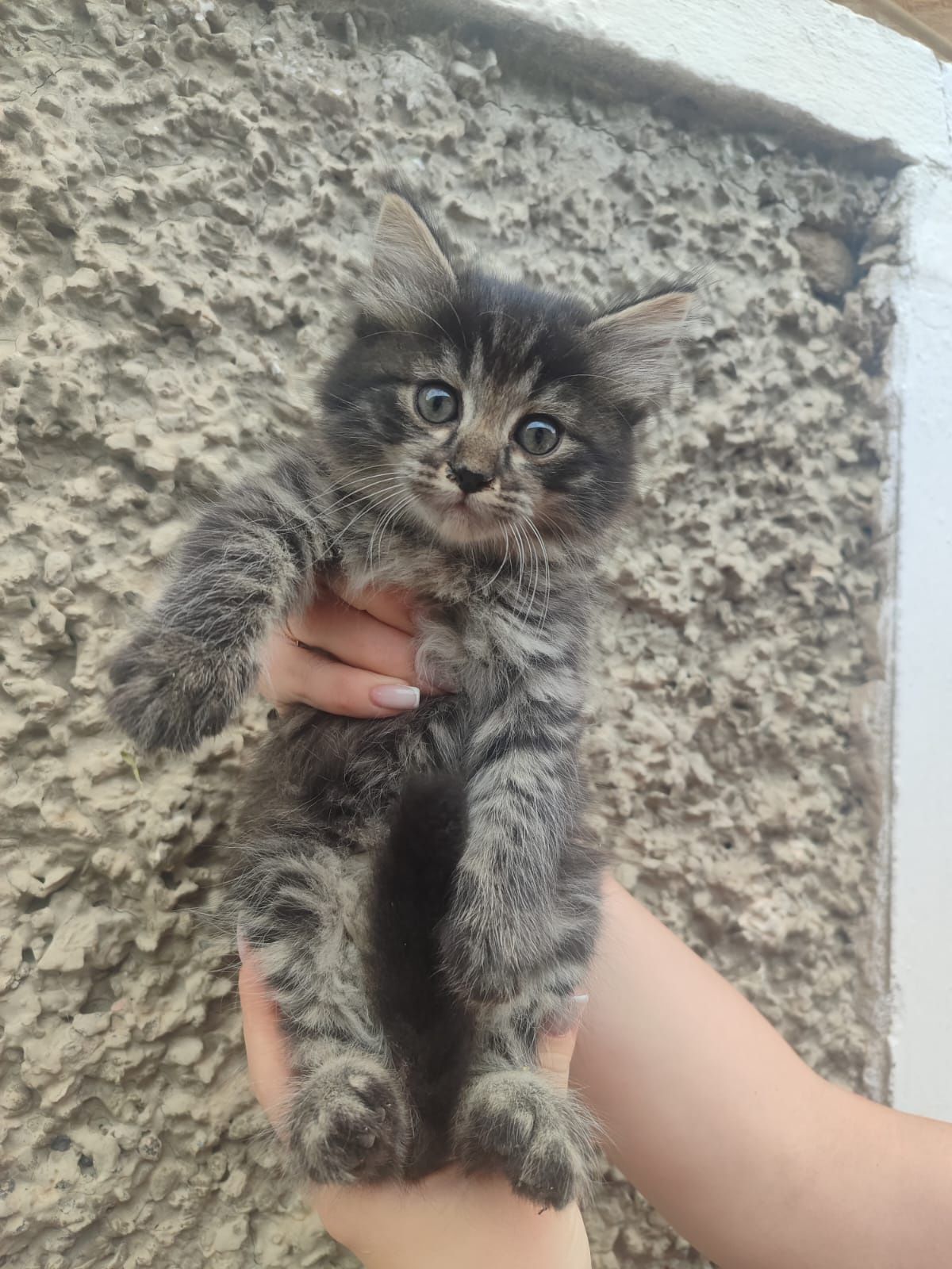 Котята в хорошие руки