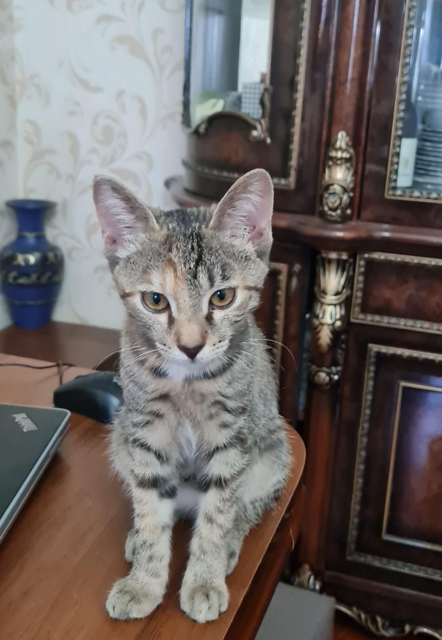 Отдам в добрые руки котенка девочку