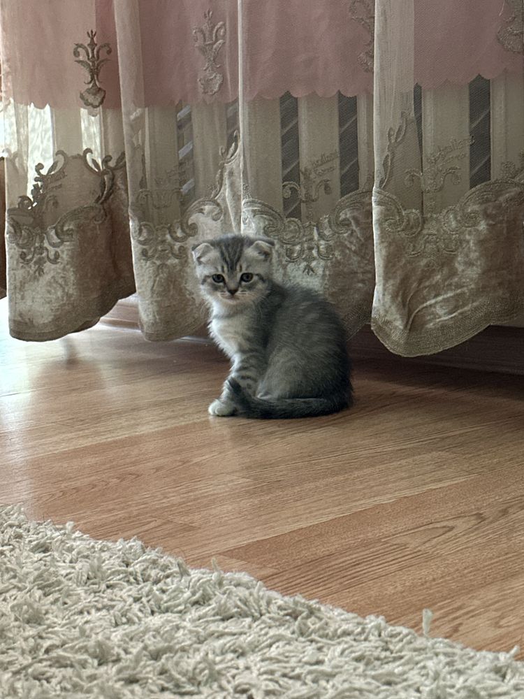 Шотландцы продае