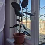 Комнатные цветы. Геолог Гүлдер