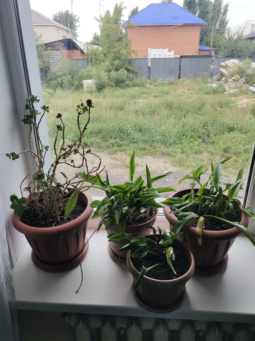 Домашние цветы, комнатные растения/ үй гүлдері