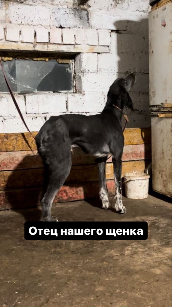Щенки Кумай Тазы, чистокровные