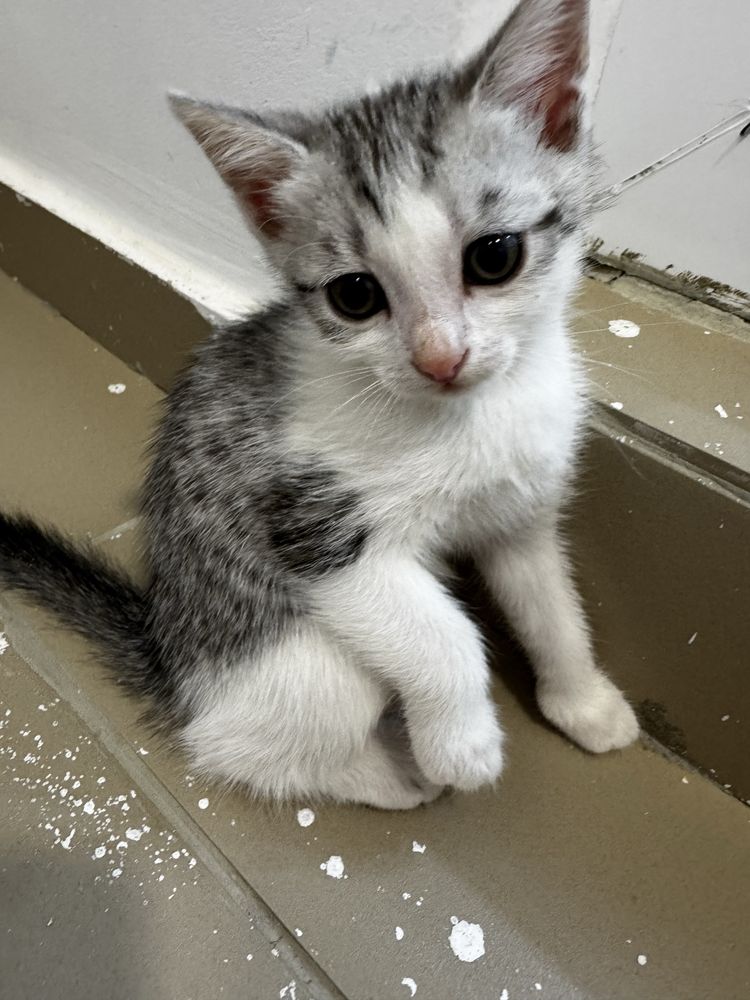 Котенок комочек счастья