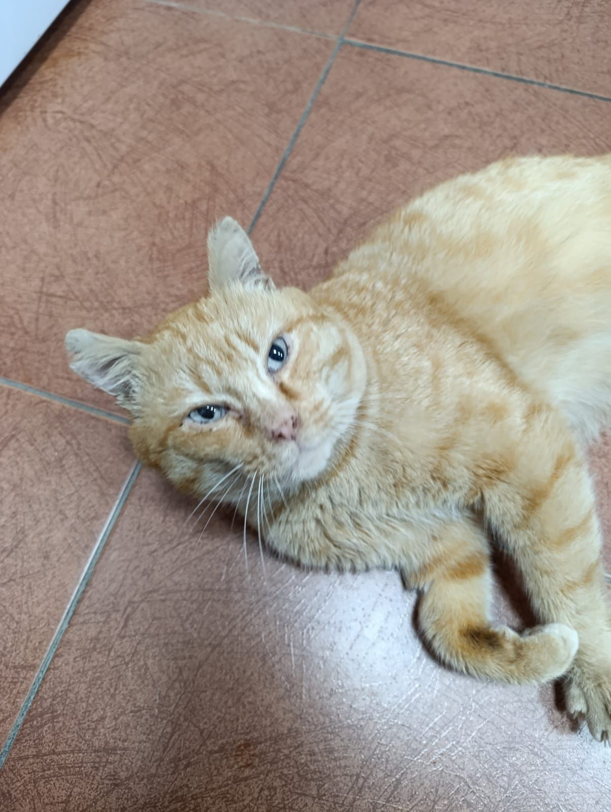 Котик в хорошие руки